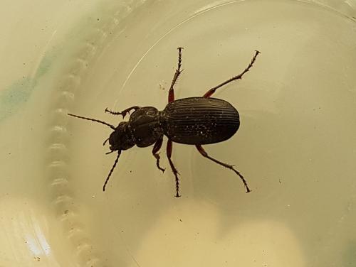 Pterostichus madidus